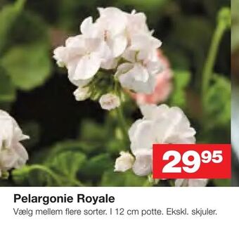 Pelargonie Royale
