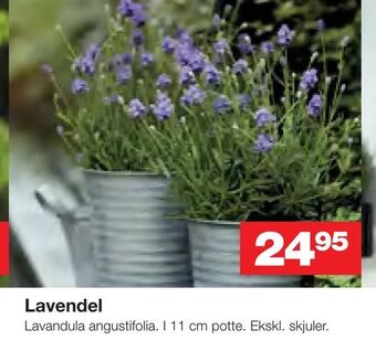 Bauhaus Lavendel tilbud