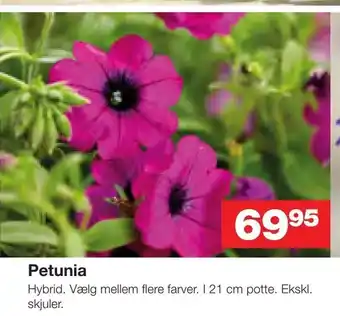 Petunia
