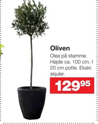 Bauhaus Oliven tilbud
