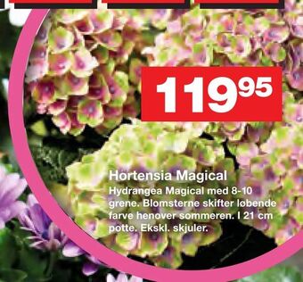 Bauhaus Hortensia Magical tilbud