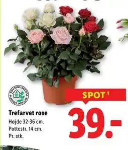 Lidl Trefarvet rose, DKK 39 tilbud