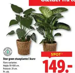 Lidl Stor grøn stueplante i kurv, DKK 149 tilbud