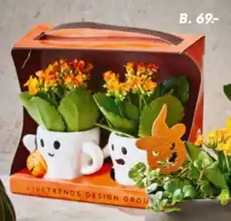 Bilka 2 stk. Kalanchoe i skjuler og gavesæke, DKK 69 tilbud