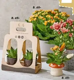 Bilka 2 stk. planter i skjuler og gaveæske, Kalanchoe i svampe skjuler eller orange Kalanchoe, DKK 69 tilbud