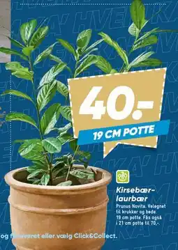 Bilka Kirsebærlaurbær, DKK 40 tilbud