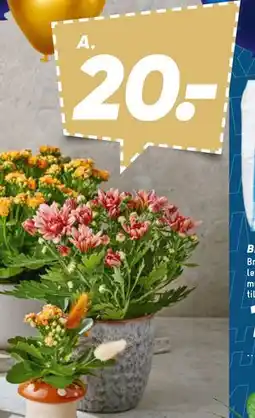 Bilka Chrysantemum eller Kalanchoe, DKK 20 tilbud