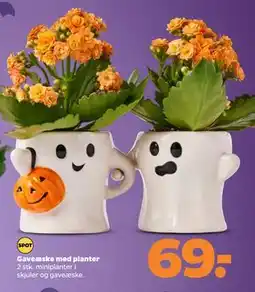 Netto Gaveæske med planter, DKK 69 tilbud
