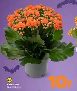 Netto Kalanchoe, DKK 10 tilbud
