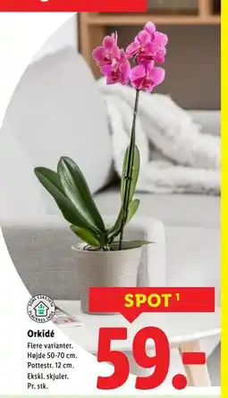 Lidl Orkidé, DKK 59 tilbud