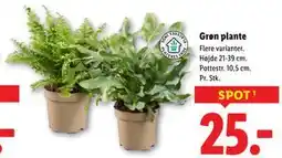 Lidl Grøn plante, DKK 25 tilbud