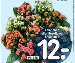 REMA 1000 Kalanchoe eller Roseflower Kalanchoe, DKK 12 tilbud
