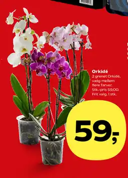 Kvickly Orkidé tilbud