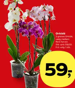 SuperBrugsen Orkidé tilbud