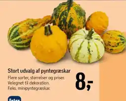 Føtex Stort udvalg af pyntegræskar tilbud