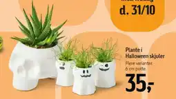 Føtex Plante i Halloween skjuler tilbud