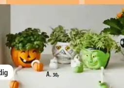 Føtex Halloween planter tilbud