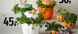 Føtex Halloween planter tilbud