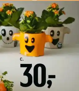 Føtex Halloween planter tilbud