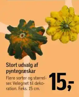 Føtex Stort udvalg af pyntegræskar tilbud