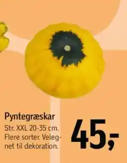 Føtex Pyntegræskar tilbud