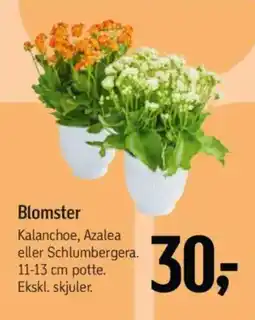 Føtex Blomster tilbud