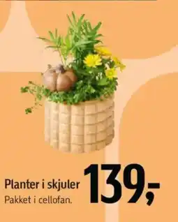 Føtex Planter i skjuler tilbud