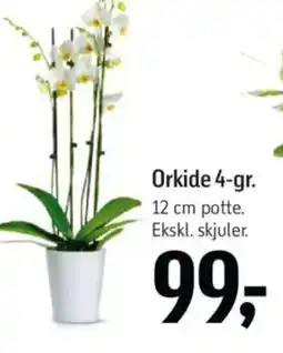 Føtex Orkide tilbud