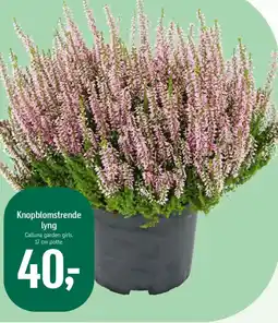 Føtex Knopblomstrende lyng tilbud