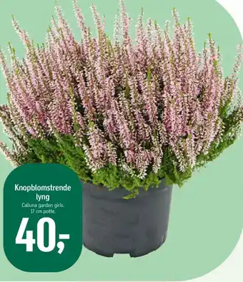 Føtex Knopblomstrende lyng tilbud