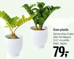 Føtex Grøn plante tilbud