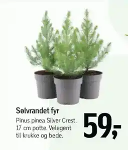Føtex Sølvrandet fyr tilbud