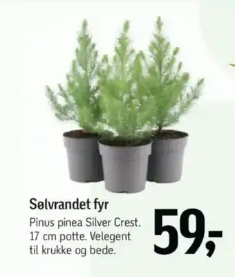 Føtex Sølvrandet fyr tilbud