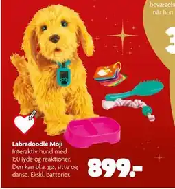 Fætter BR Labradoodle Moji, DKK 899 tilbud