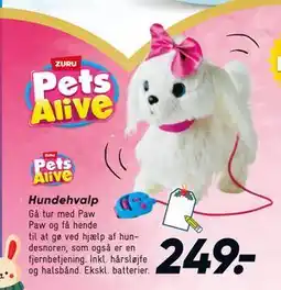 Bilka Hundehvalp, DKK 249 tilbud