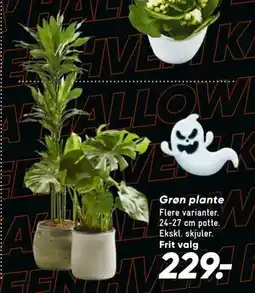 Bilka Grøn plante, DKK 229 tilbud