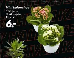 Bilka Mini kalanchoe, DKK 6 tilbud