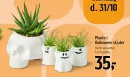Føtex Plante i Halloween skjuler, DKK 35 tilbud