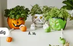 Føtex Plante i figurskjuler, DKK 30 tilbud