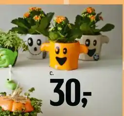 Føtex Kalanchoe i figurskjuler, DKK 30 tilbud