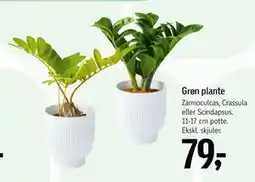 Føtex Grøn plante, DKK 79 tilbud