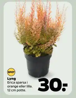 Netto Lyng, DKK 30 tilbud