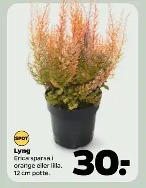 Netto Lyng, DKK 30 tilbud