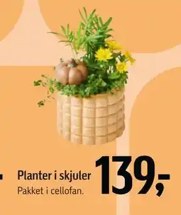 Føtex Planter i skjuler, DKK 139 tilbud