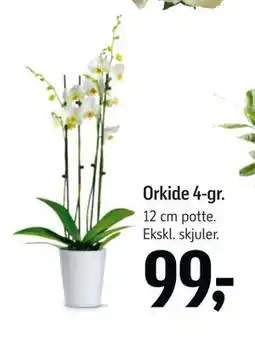 Føtex Orkide 4-gr., DKK 99 tilbud