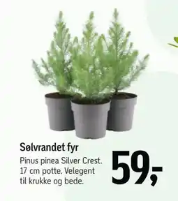 Føtex Sølvrandet fyr, DKK 59 tilbud