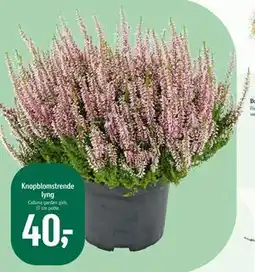 Føtex Knopblomstrende lyng, DKK 40 tilbud