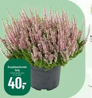 Føtex Knopblomstrende lyng, DKK 40 tilbud