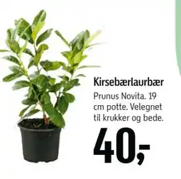 Føtex Kirsebærlaurbær, DKK 40 tilbud