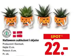 Lidl Halloween sukkulent i skjuler tilbud